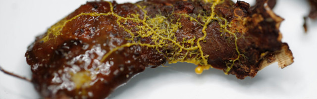 Teadlased saadavad kosmosesse ajudeta, ent mõtleva limaklombi – et näha, mis juhtub