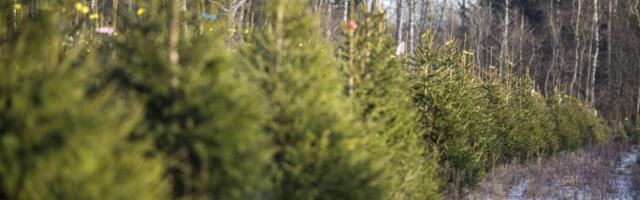 Lugeja mure: peab see Eesti kuusemüüja nii tuim ja hoolimatu olema?