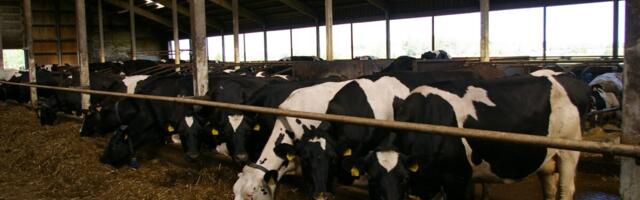 Algab loomakasvatuse otsetoetuste taotluste vastuvõtt