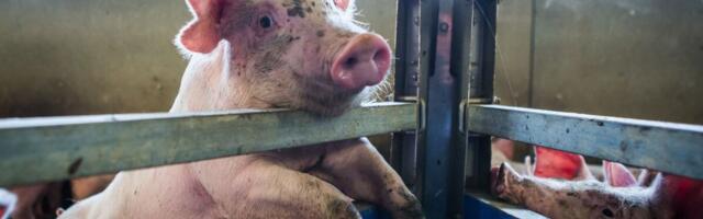 Kuidas seakatkuga toime tullakse? Eksperdid selgitavad