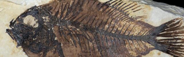 Inimkonna jälg: mida saavad tulevased tsivilisatsioonid teada meist, kui me välja sureme?