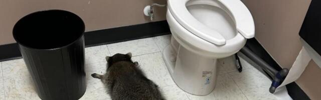 USA-s laamendas pesukaru alkoholipoes, jõi end purju ja jäi tualetti magama