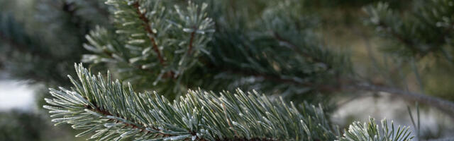 Järgmised paar päeva on ilm külmem, siis läheb taas soojemaks