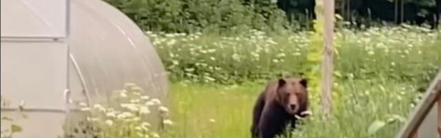 VIDEO: karu tungis Lätis koduaeda