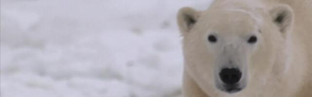 Reporter: Jääkarud surevad aastaks 2100 välja?