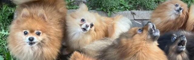 Kontrollijate eest koeri peitnud aretaja nõuab kohtus tagasi 90 kääbusspitsi