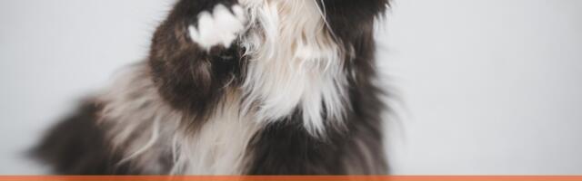 Varjupaikade MTÜ otsib hoiukodusid üle Eesti!