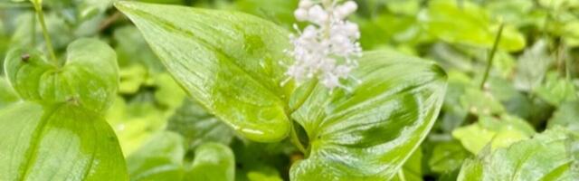 Kaunist pühadeaega!