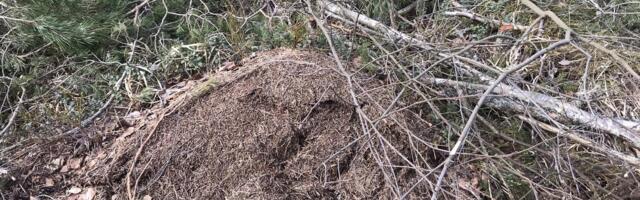 FOTOD JA VIDEO | Rail Baltica trassi raadamise ohvriks langesid kaitsealused kuklasepesad