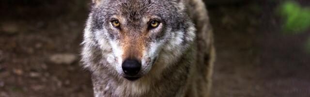 Jahimehed on seni küttinud 69 hunti