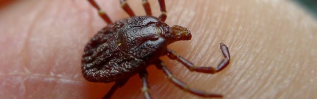 Haruldane juhtum: puugihammustus tõi lausa kolm haigust