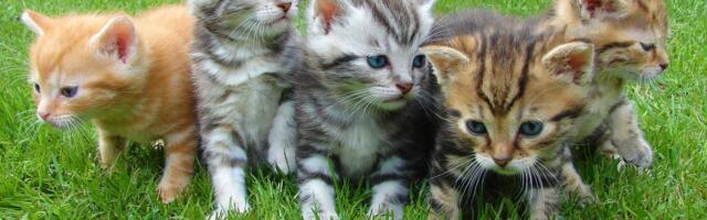 Kihnus steriliseeritakse ja kastreeritakse kasse