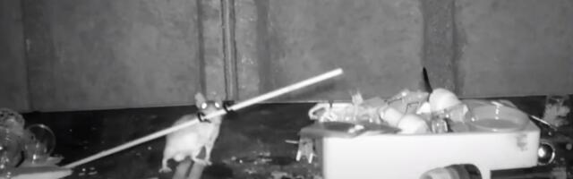 VIDEO | Ootamatu koduabiline! Pensionär tabas hiire, kes igal ööl tema kuuri koristas