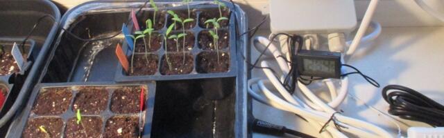 Varased ettekülvid vajavad soojust