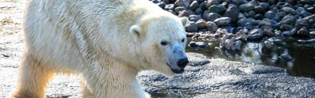 Kontorirottidele (kohutuslik) – karukõnd