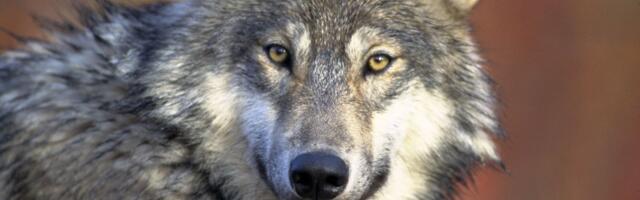 Milline on see ihaldatuim mehetüüp ja kuidas teda ära tunda?