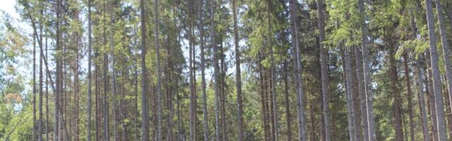 Ametiühing ja tööandjad: metsanduse arengukava kaotab maapiirkondadest töökohad ja jätab meie lastele raisus metsad