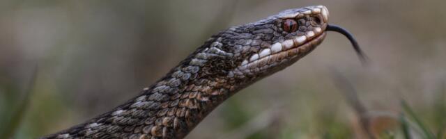Kõlab hullumeelselt? Rästikuliha kõlbab süüa. Rästikuhammustus ei tee mõnele mehele midagi