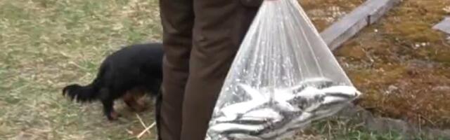 Nasva kalasadamasse Saaremaal kogunesid kalandushuvilised