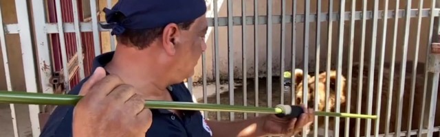 Reporter: Halbades tingimustes elanud karud võtavad ette pika reisi uude koju