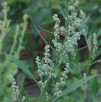 Kuidas XIX sajandi keskel taimeteadmisi jagati