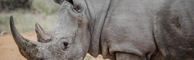 Tallinna loomaaia ninasarviku hukkumise uurimine on lõppenud