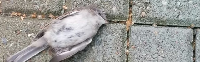 FOTOD | Väidetavalt lendavad linnud end Pühajärve spaa akendesse surnuks, spaa peab seda alusetuks valeks