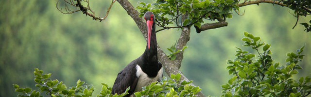Eesti must-toonekurel läheb nigelalt...