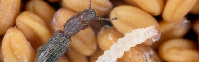 Viljahoidlas saab kahest putukast aastaga 6000