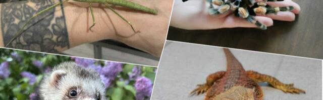 EKSOOTILISED LEMMIKUD | Kassi asemel võib ka tuhkrut pidada