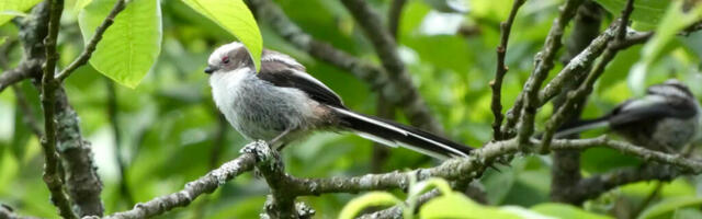 MURTUD TALVE SELGROOG TÄHENDAB SUVISE AIALINNUPÄEVIKU LAHTI LÖÖMIST