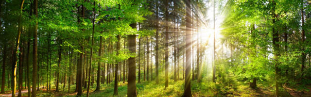 Mõtisklus metsast. Bürokraatia asemel peab hakkama kehtima ainult üks seadus..