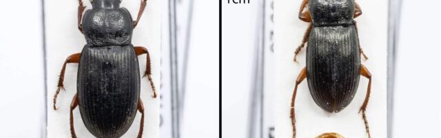 Eesti teadlane avastas Lõuna-Eestist seni siin leidmata mardikaliigi