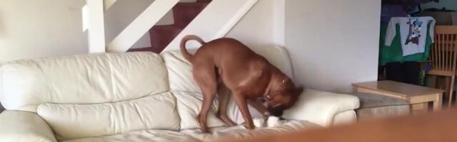 Reporter: Miks lemmikloom teeb koerust? Kas tõesti hakatakse närima igavusest?