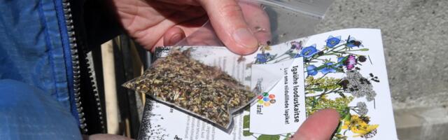 LOO OMA NIIDULILLEDE LAPIKE