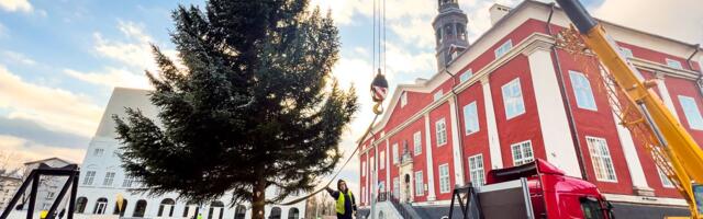 Narvas kerkis tänavu kaks jõulupuud