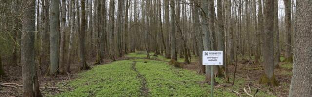 Sõda Maardu hiiemetsa pärast lahvatab taas. Riik tahab pühapaigas taas raiumist lubada