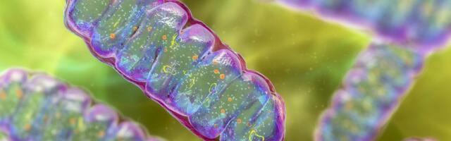 Mighty mitochondria: Cell powerhouses harnessed for healing