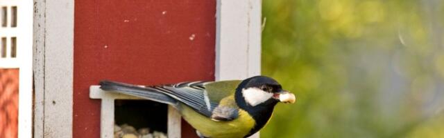 LUGEJA KÜSIB | Millal peaks alustama lindude toitmisega?