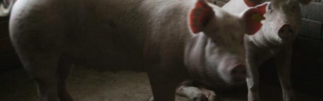 PTA hoiatab: varjatud seapidamine on ohtlik