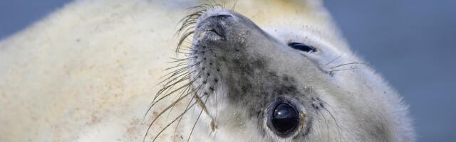 Kui hallhüljes juhtub silma vaatama, oleks seal nagu terve maailm...