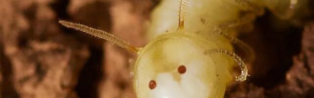 Kärbsevastsed hakkasid oma tagumikele „kasvatama“ nägusid: milleks neil seda vaja on?