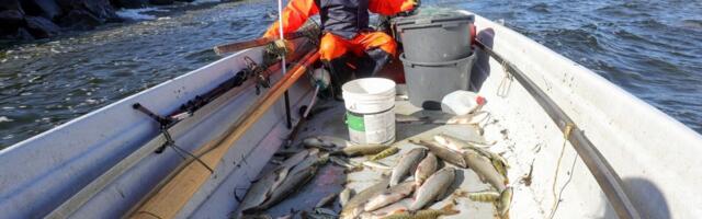 „Avastasin ühel hommikul, et rikun seadust, mille olemasolust mul aimugi ei olnud“