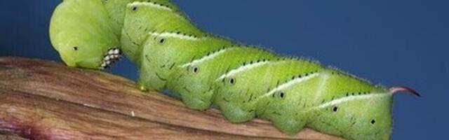 Liblikaröövik kuuleb helisid kehakarvadega