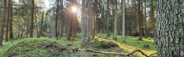 ANDRES JAANUS ja MÄRT PUUST: Tammelaanega on vaid kaks alternatiivi