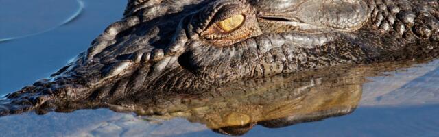 Krokodill sõi 12aastase Austraalia tüdruku ära