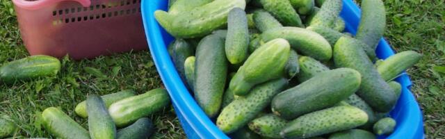 HINNAÜLEVAADE | Eesti lühikese kurgi hind on tõusnud 45%