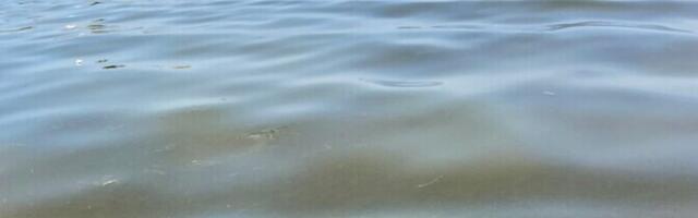 Erakordselt külm talv mõjutab ka vetikaliike