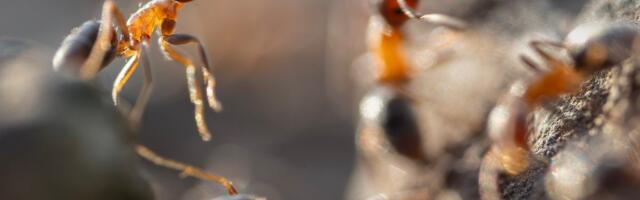 8-aastase poisi juhuslik leid viis olulise teadusavastuseni
