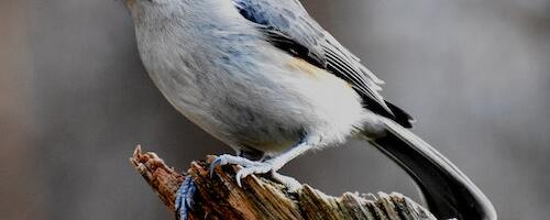 Kõige linnuliigirikkamad linnad on Tallinn ja Tartu, neile järgnesid Haapsalu ja Valga